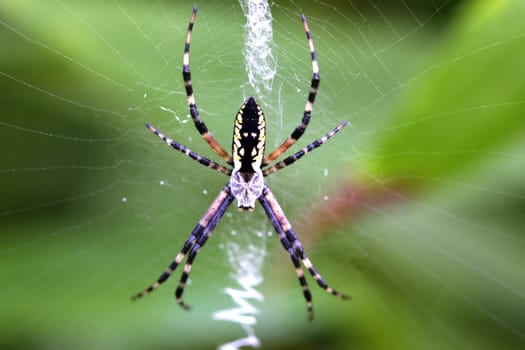 Black & Yellow Garden Spider Argiope aurantia female in web