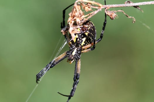 Black &amp; Yellow Garden Spider Argiope aurantia female in web