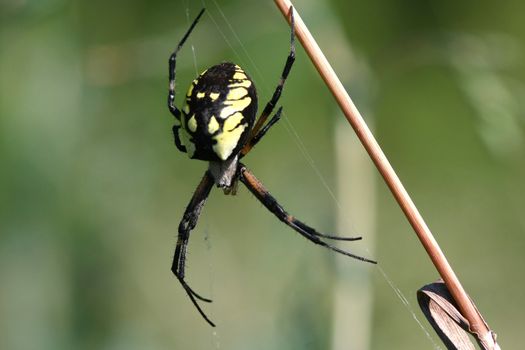 Black & Yellow Garden Spider Argiope aurantia female in web