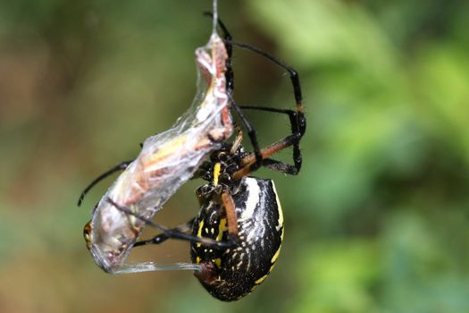 Black & Yellow Garden Spider Argiope aurantia female with prey