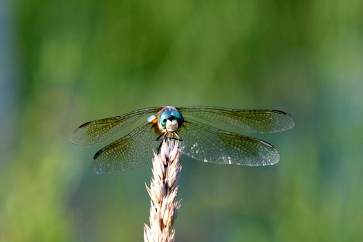Blue Dasher Dragonfly Pachydiplax longipennis