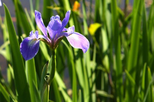 Blue Flag Iris Flower In Morning Sun