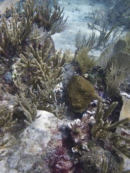 Coral reef at the bottom of the ocean floor