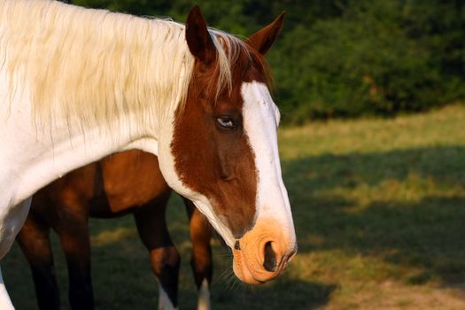 Blue-eyed Horse headshot in sun
