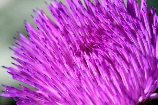 Bull Thistle Flower Cirsium vulgare Closeup