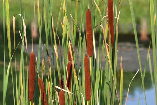 Bulrushes Scirpus in morning sun