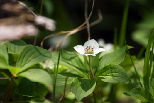 Bunchberry Flower Cornus canadensis