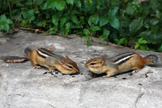 Eastern Chipmunks nose to nose feeding on seeds on rock