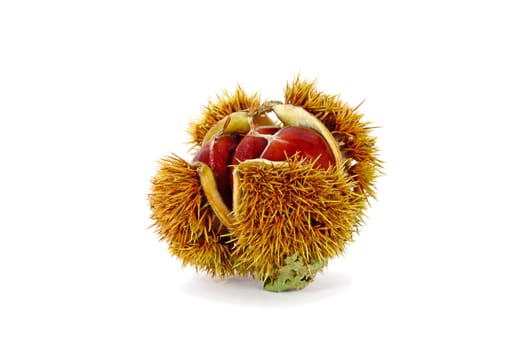 Edible chestnuts inside husk isolated on white