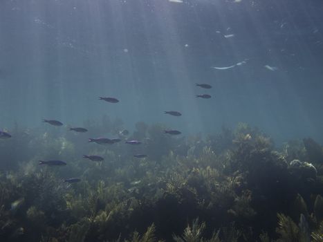 School of little blue fish swimming in a coral reef