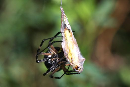 Black & Yellow Garden Spider Argiope aurantia female with prey