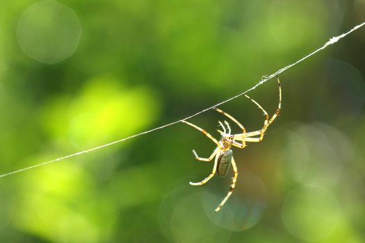 Black & Yellow Garden Spider Argiope aurantia male in web