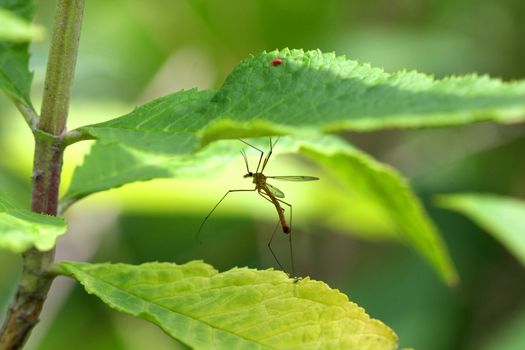 Crane Fly Tipulidae in morning light