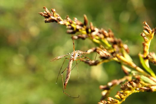 Crane Fly In Morning Dew