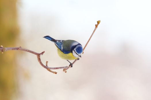 blue tit on a twig in winter