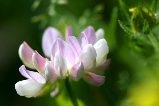 Crown Vetch Flower Coronilla varia In Morning Light