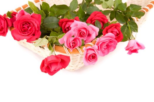 fresh red flowers on tray isolated on white background