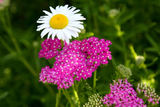 Daisy Ox-eyed Flower And Purple Yarrow
