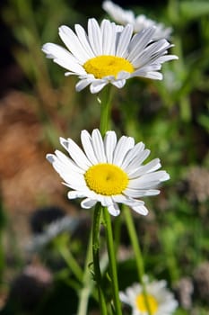 Ox-Eyed Daisy Flower Chrysanthemum leucanthemum