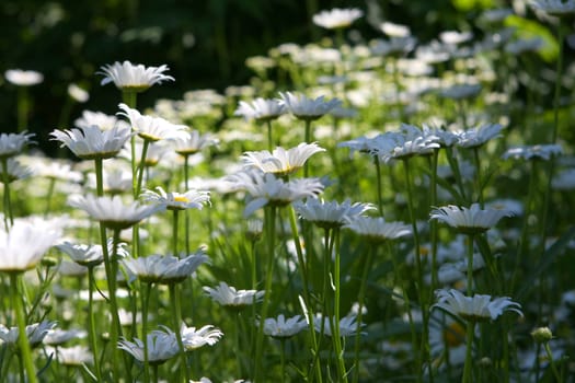 Daisy Ox-eyed Flower Chrysanthemum leucanthemum in morning sun