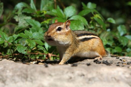 Eastern Chipmunk Tamias striatus feeding on seeds one foot up