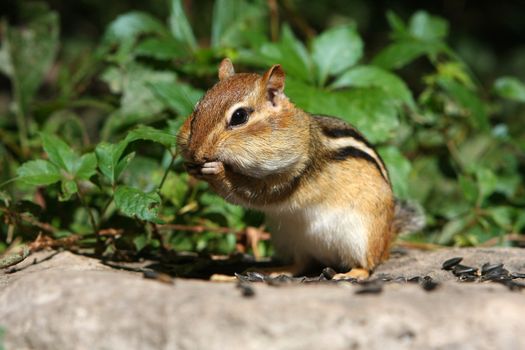 Eastern Chipmunk Tamias striatus looking forward feet up in morning sun