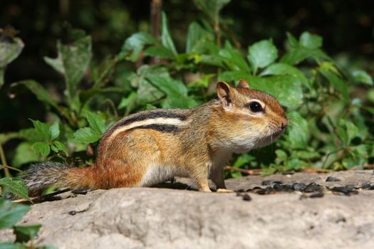 Eastern Chipmunk Tamias striatus profile in morning sun