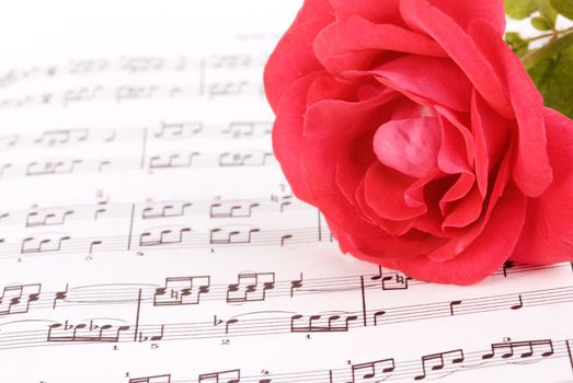 pink rose with classic notes