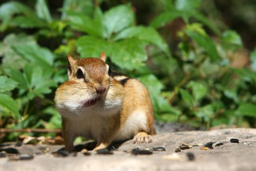 Eastern Chipmunk Tamias striatus mouth open feeding on seeds in sun