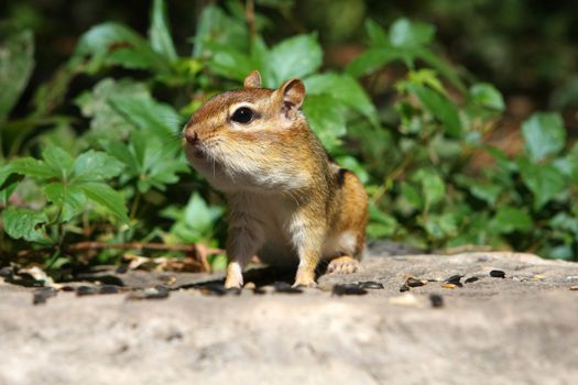 Eastern Chipmunk Tamias striatus looking to the left feeding on seeds