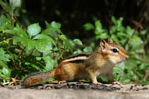 Eastern Chipmunk Tamias striatus looking to the right on alert in sun
