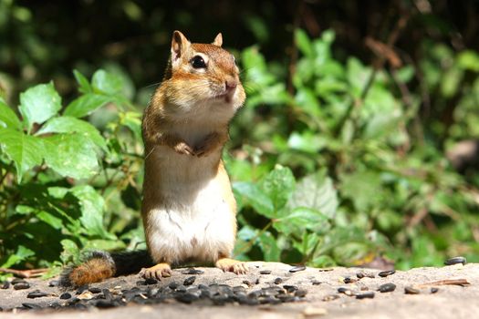 Eastern Chipmunk Tamias striatus standing up in morning sun