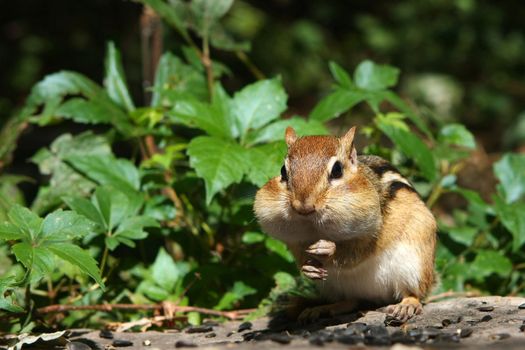 Eastern Chipmunk Tamias striatus looking forward feet up in morning sun