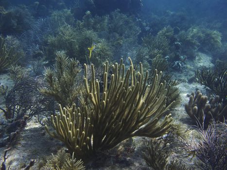 Coral reef at the bottom of the ocean floor