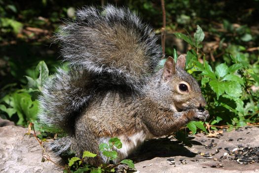 Eastern Gray Squirrel feeding on seeds in morning sun