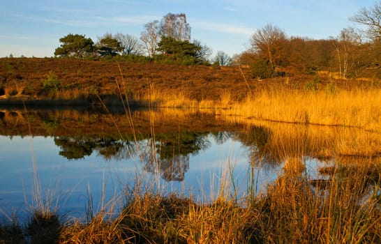 vivid autumn scenery at a pond in the late afternoon