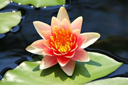 Pink water lilly in a morning