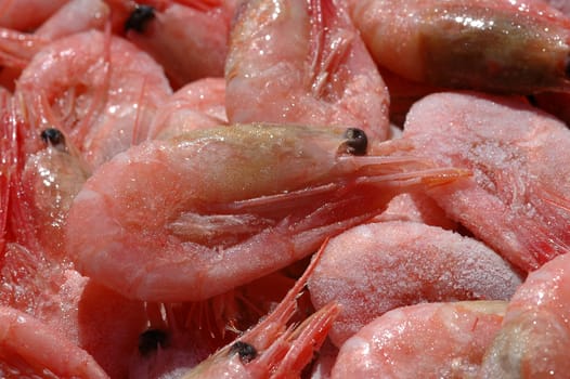 Frozen Shrimps in sun.