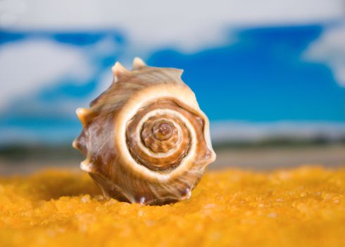 Seashell frontal.The Sandy beach.Seeshore