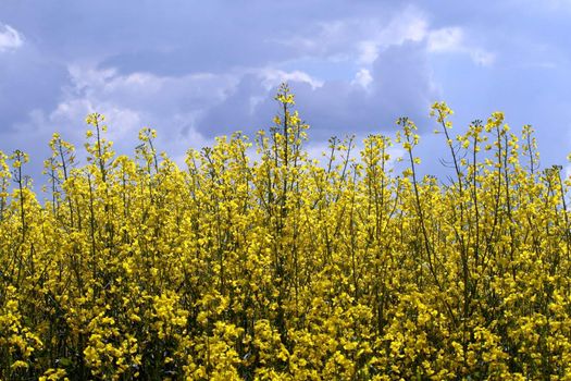 rape field at a sunny day - summer in Poland