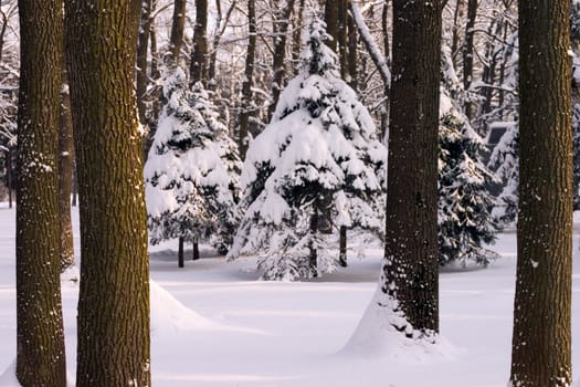 Snow ate in a winter wood in the evening