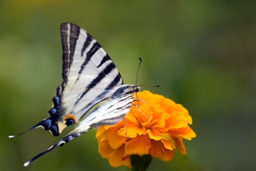 The beautiful butterfly on a flower in the summer