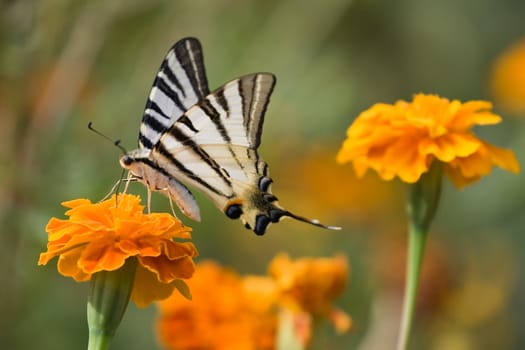 The beautiful butterfly on a flower in the summer