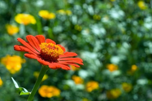 Red flower on a dim background of a grass and colors