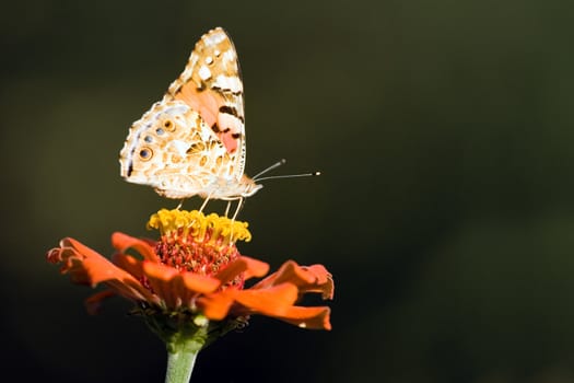 The beautiful butterfly on a flower in the summer evening