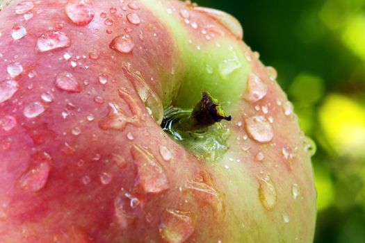 Juicy red - green apple in drops of dew