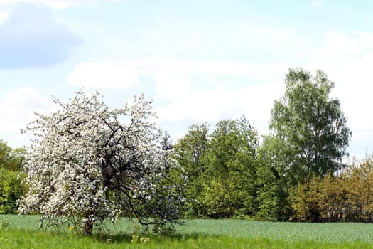 tree with blue sky in background - Poland