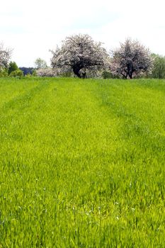 tree on green grass - summer in Poland