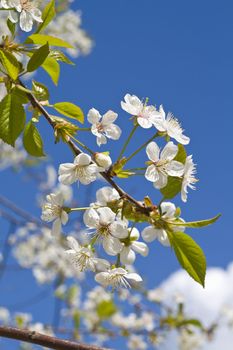 Cherry blossoms on a black cherry tree against the blue sky