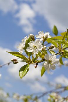 Cherry blossoms on a black cherry tree against the blue sky